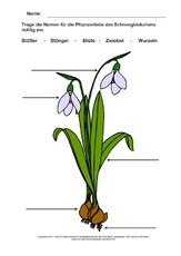 Schneeglöckchen-beschriften-2.pdf